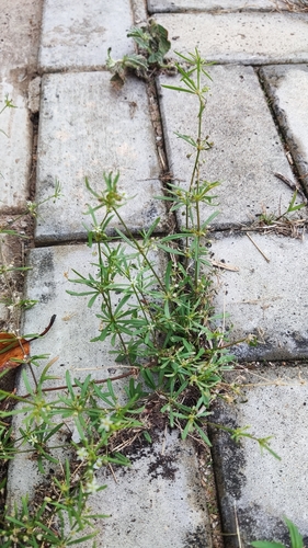 Foto de Peitinho de moça