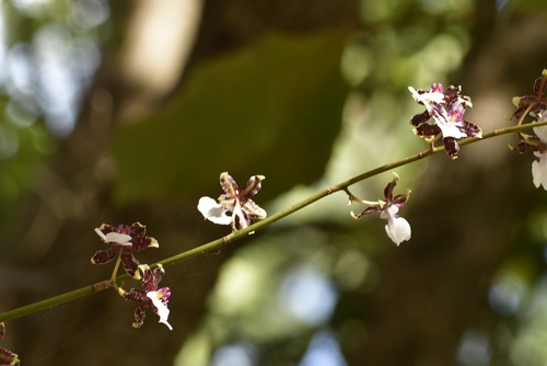 Oncidium leucochilum, photograph 6