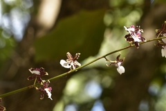 Oncidium leucochilum, photograph (c) Neptalí Ramírez Marcial, some rights reserved (CC BY)