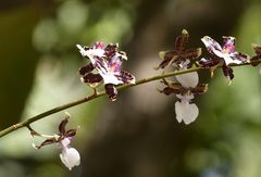 (c) Neptalí Ramírez Marcial, some rights reserved (CC BY) Oncidium leucochilum, photograph (c) Neptalí Ramírez Marcial, some rights reserved (CC BY)