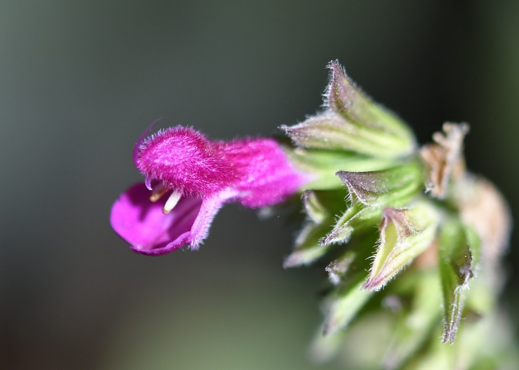 Salvia chiapensis; photograph (c) Neptalí Ramírez Marcial, some rights reserved (CC BY)