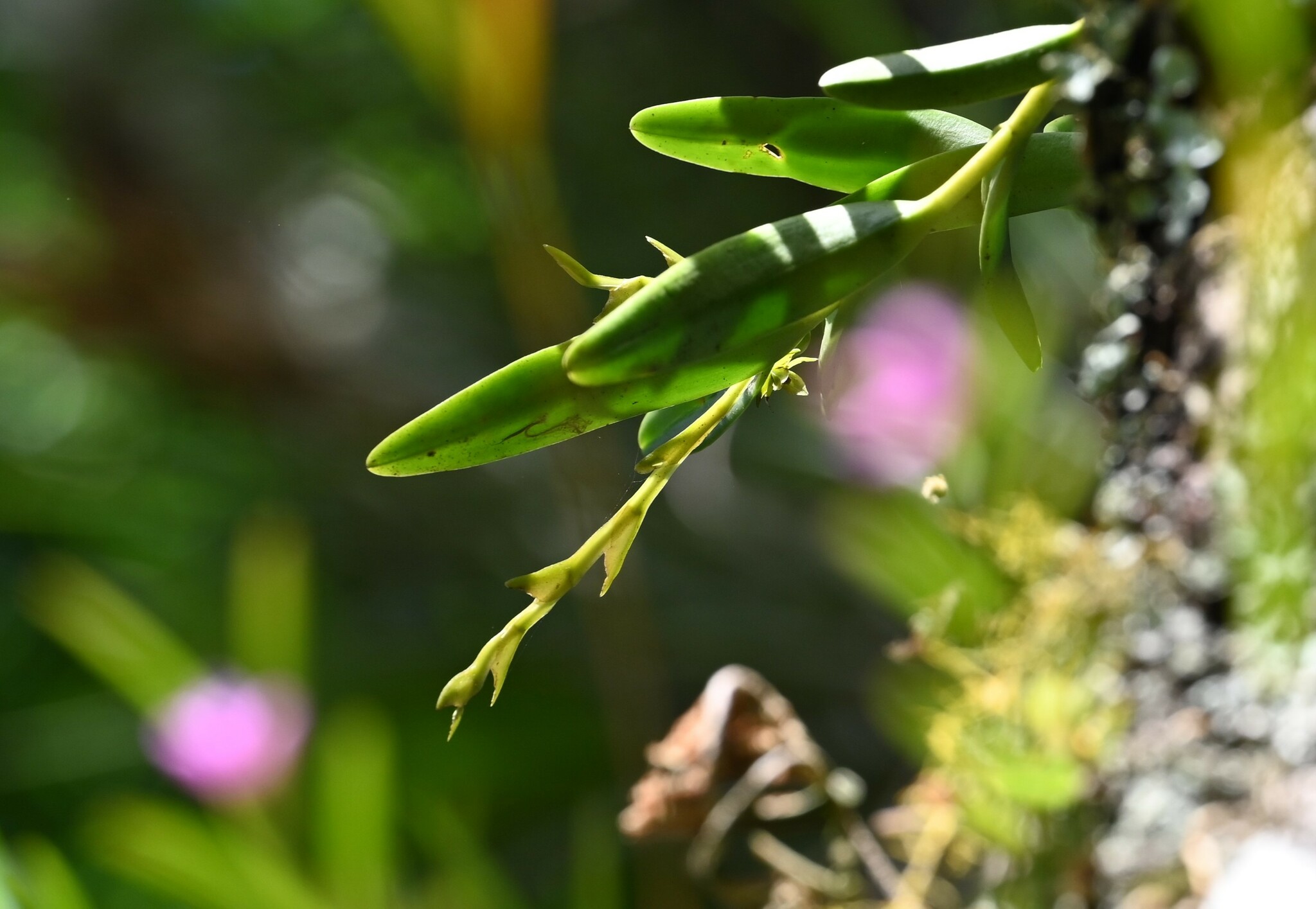 Imagem de Orquídea-rígida