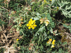 Securigera orientalis