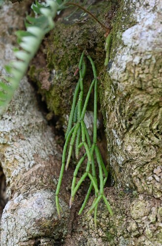 Rhipsalis baccifera