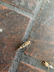 Trimerotropis pallidipennis