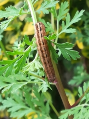 Xestia xanthographa