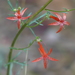 Scarlet Gilia - Photo (c) Lauren Glevanik, some rights reserved (CC BY-NC)