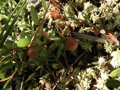 Vaccinium macrocarpon