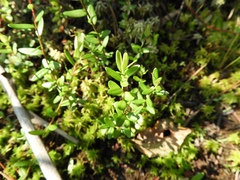 Vaccinium macrocarpon