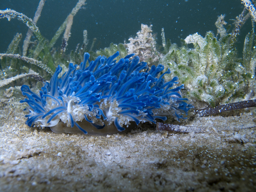 Mangrove Upsidedown Jelly, photo 8 of 9