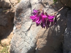 Hedysarum hedysaroides