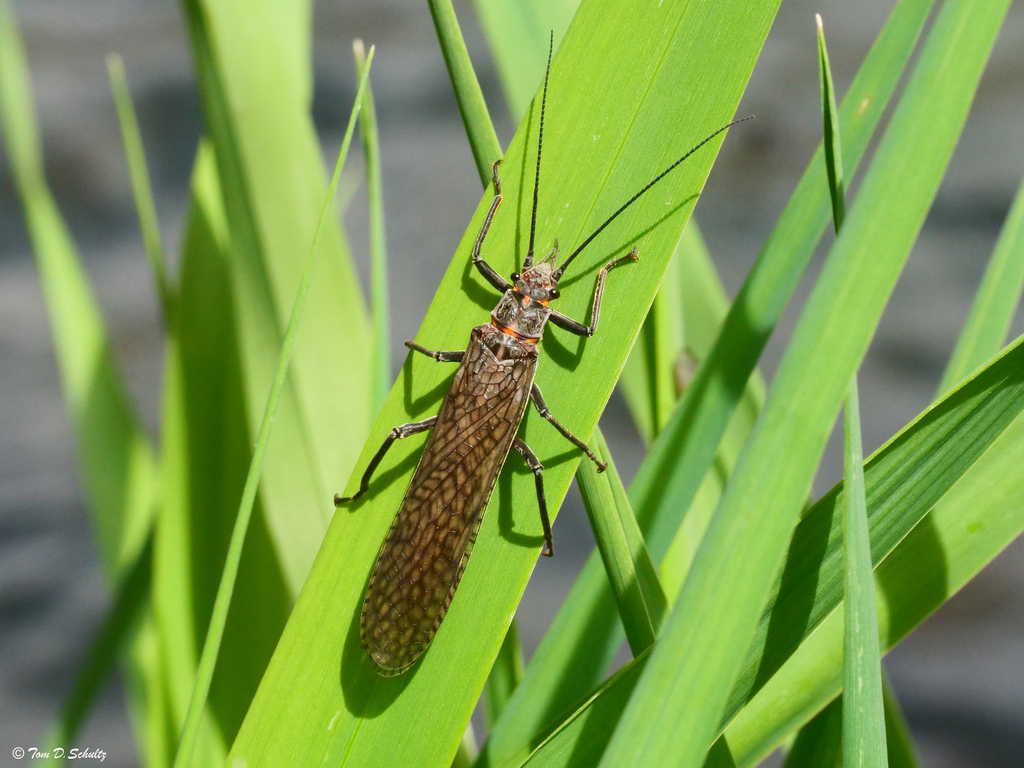 Giant Stoneflies and Salmonflies