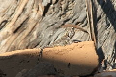 Acanthocercus atricollis