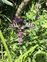 Papilio machaon britannicus