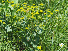 Bupleurum rotundifolium