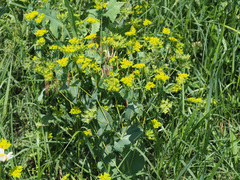Bupleurum rotundifolium