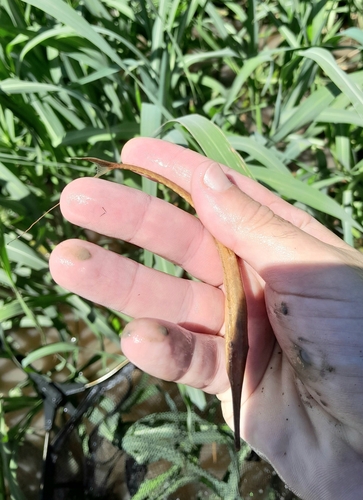 Hahn's twig catfish (Farlowella hahni) — Loricariidae