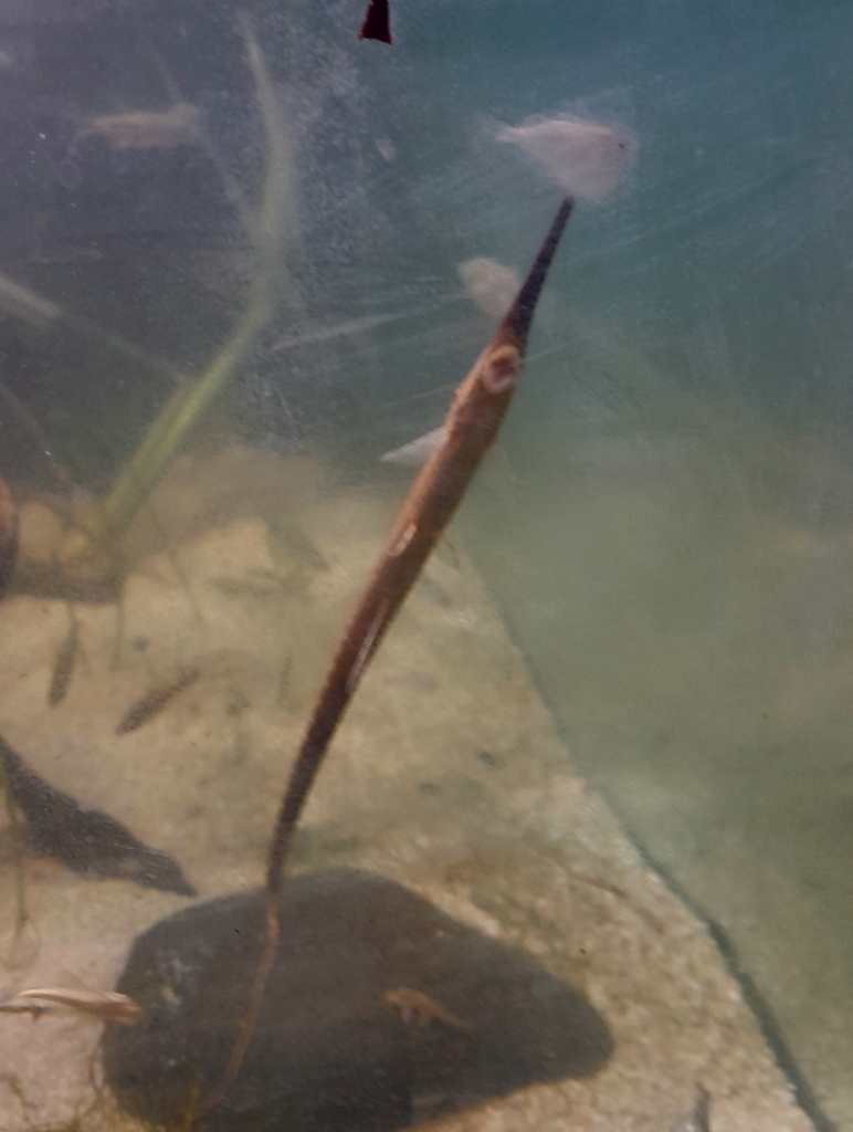 Needle Sucker