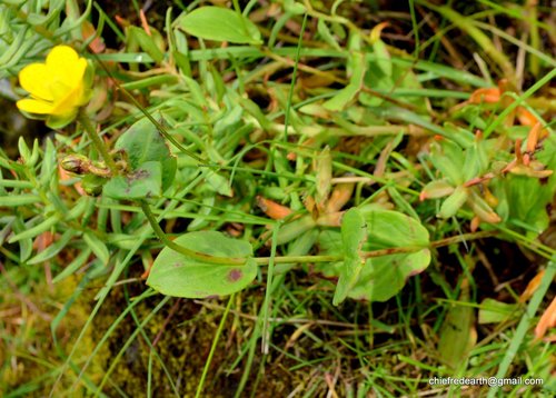 Saxifraga moorcroftiana (Saxifraga moorcroftiana)