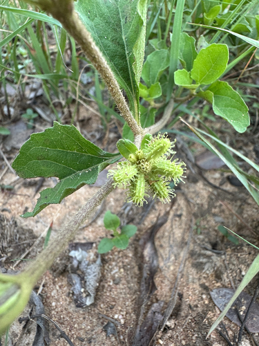 Foto de Carrapicho-de-carneiro