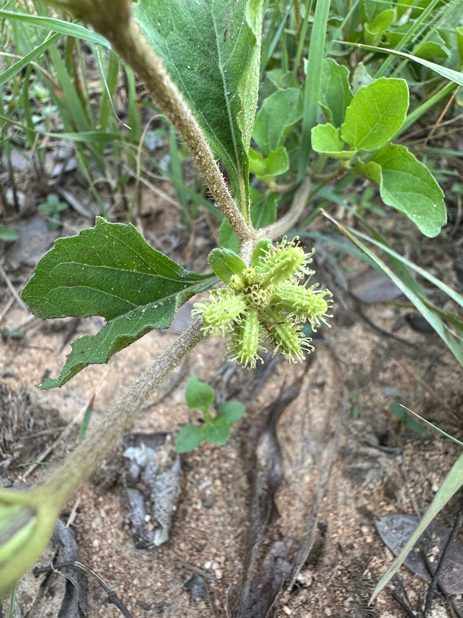Imagem de Carrapicho-de-carneiro
