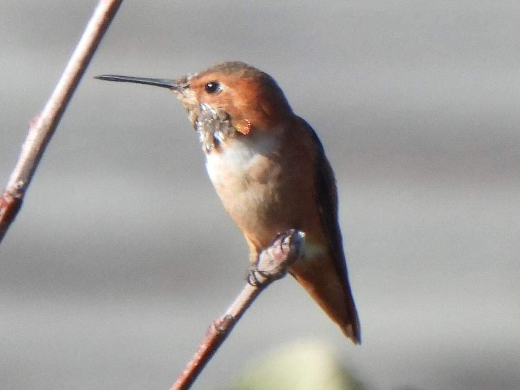 Allen's Hummingbird illustration