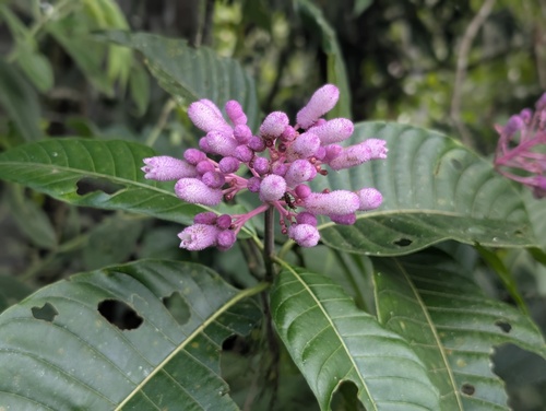 Palicourea lasiantha, photograph 6