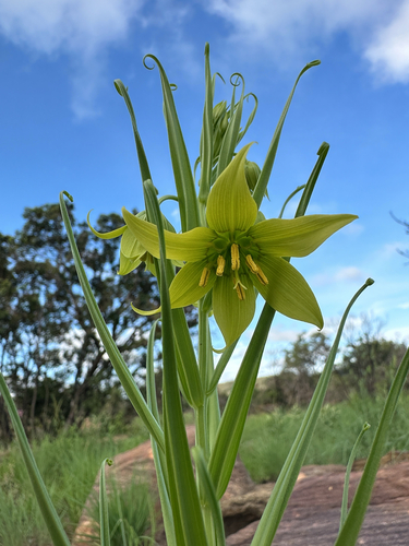 Mini Flamelily (Gloriosa rigidifolia)