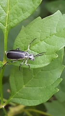 Epicauta cinerea-group