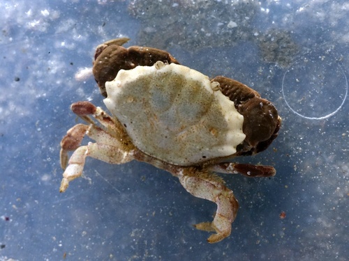 Montagu's Crab
