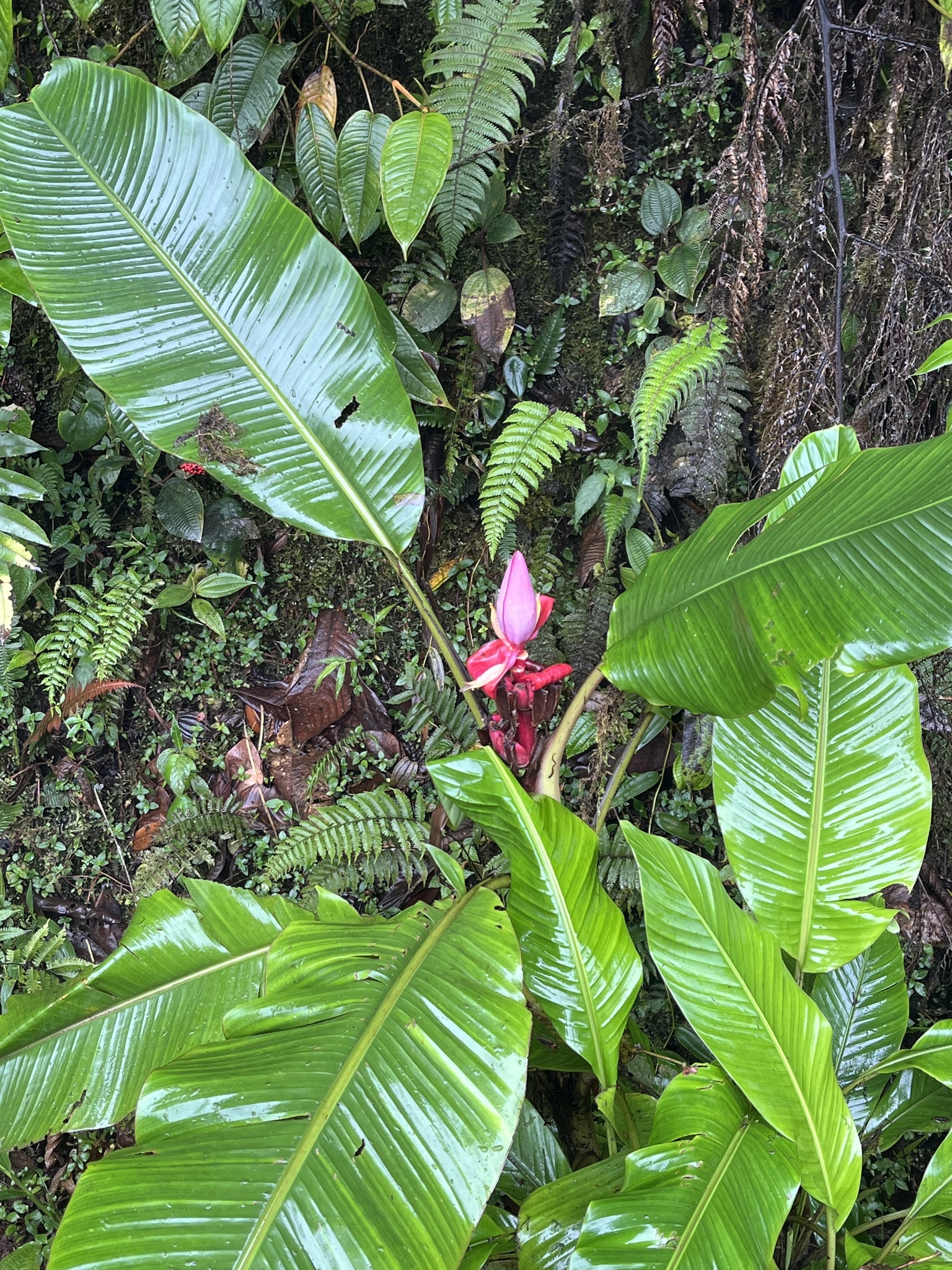 Imagem de Bananeira de jardim