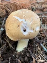 Agaricus smithianus