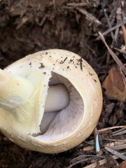 Agaricus smithianus