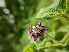 © Fátima Isabel Parra Rodríguez, some rights reserved (CC-BY-NC)