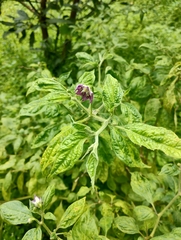 © Fátima Isabel Parra Rodríguez, some rights reserved (CC-BY-NC)