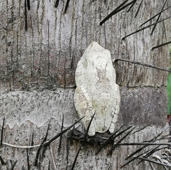 Boana platanera
