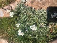 Achillea clavennae