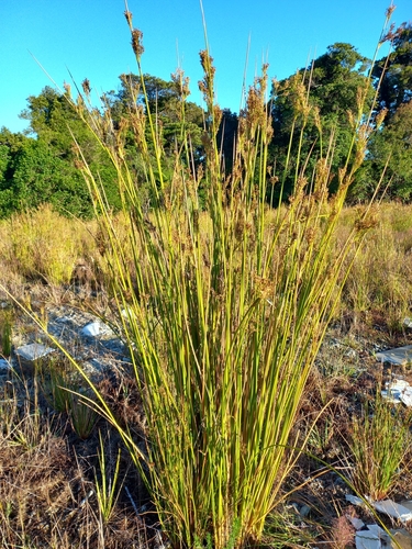 Pale rush (Juncus pallidus)