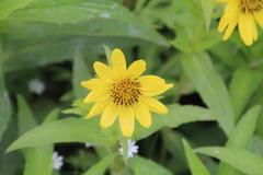 Arnica sachalinensis