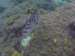 Sphoeroides annulatus