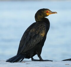 Crowned Cormorant photo 2