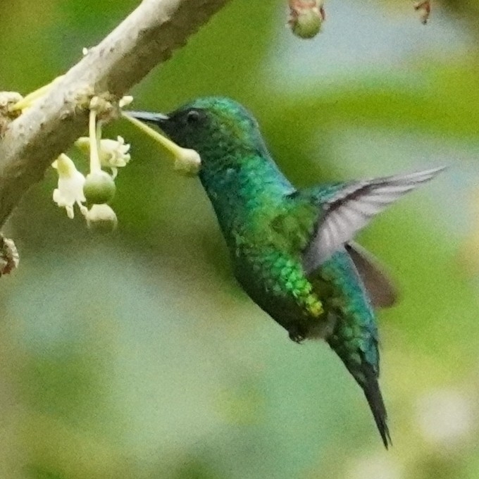 Western Emerald (Chlorostilbon melanorhynchus), photo 5