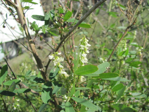 sweetclover (Melilotus officinalis)