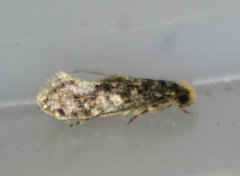 Monopis laevigella