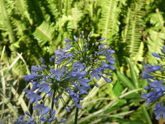 Agapanthus praecox