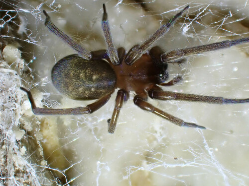 Phyxelidid Spider