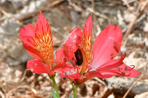 Foto de Astromelia