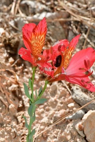 Foto de Astromelia