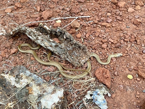 Photo of a Thomas' Racer (Pseudalsophis thomasi)