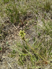 Pedicularis parryi